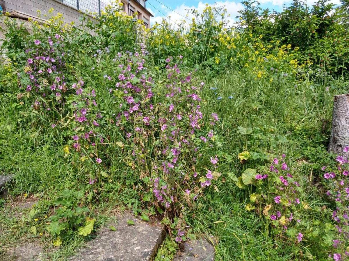 Ferienhaus Fraeulein Frenz Bollendorf Exteriör bild